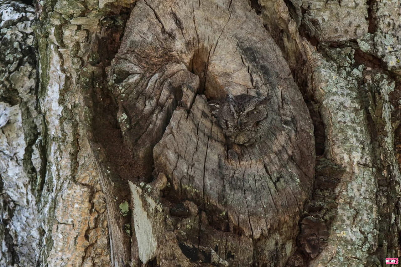 You get 10/10 if you can spot the hidden owl in that tree trunk in less than five seconds