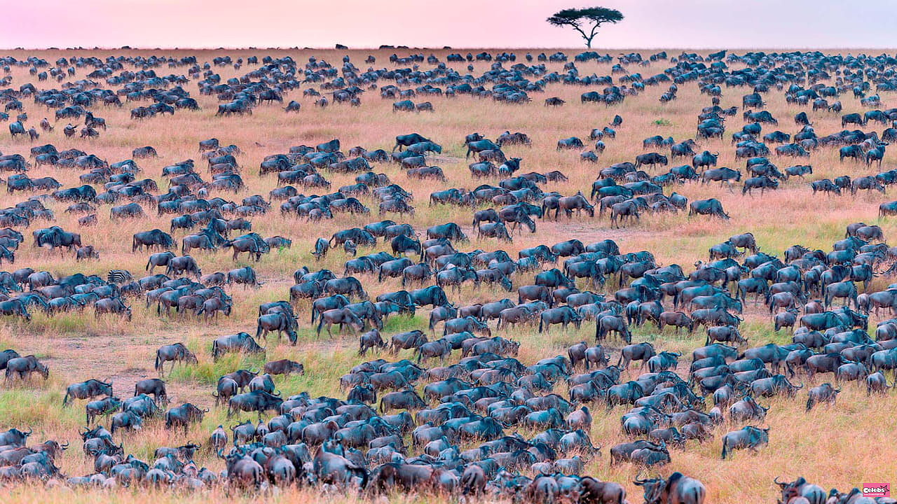 Your ophthalmologist will give you 10/10 if you find the zebra hidden among the wildebeest within 30 seconds