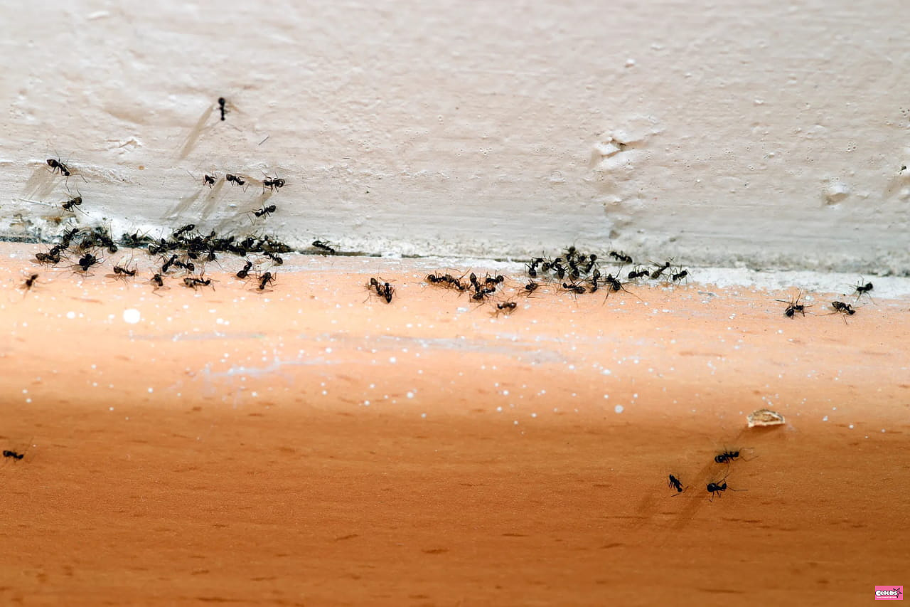How to Get Rid of Ants in Your Home (and Keep Them Out in the First Place)