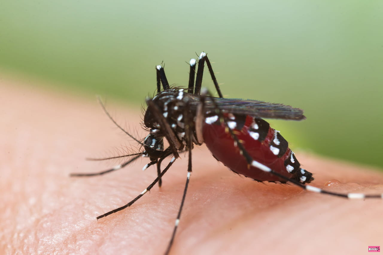 Despite its name, the Tiger Mosquito isn't as big as many people think: Here's how to recognize it for sure