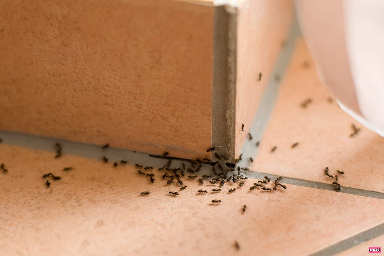 With just three ingredients, you can quickly fight an ant infestation in the house.
