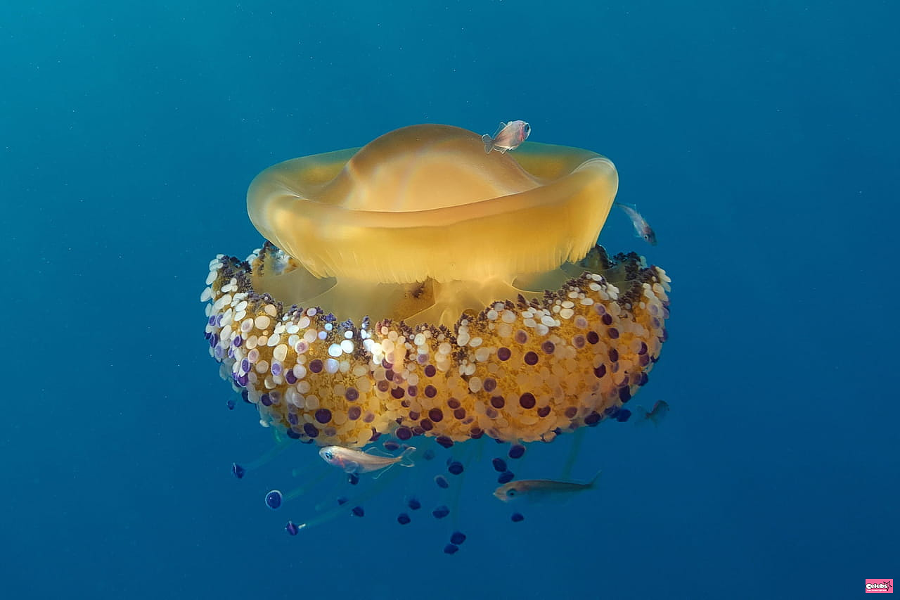 The "fried egg" jellyfish proliferates in the Mediterranean, can it become the terror of the beaches in the summer?