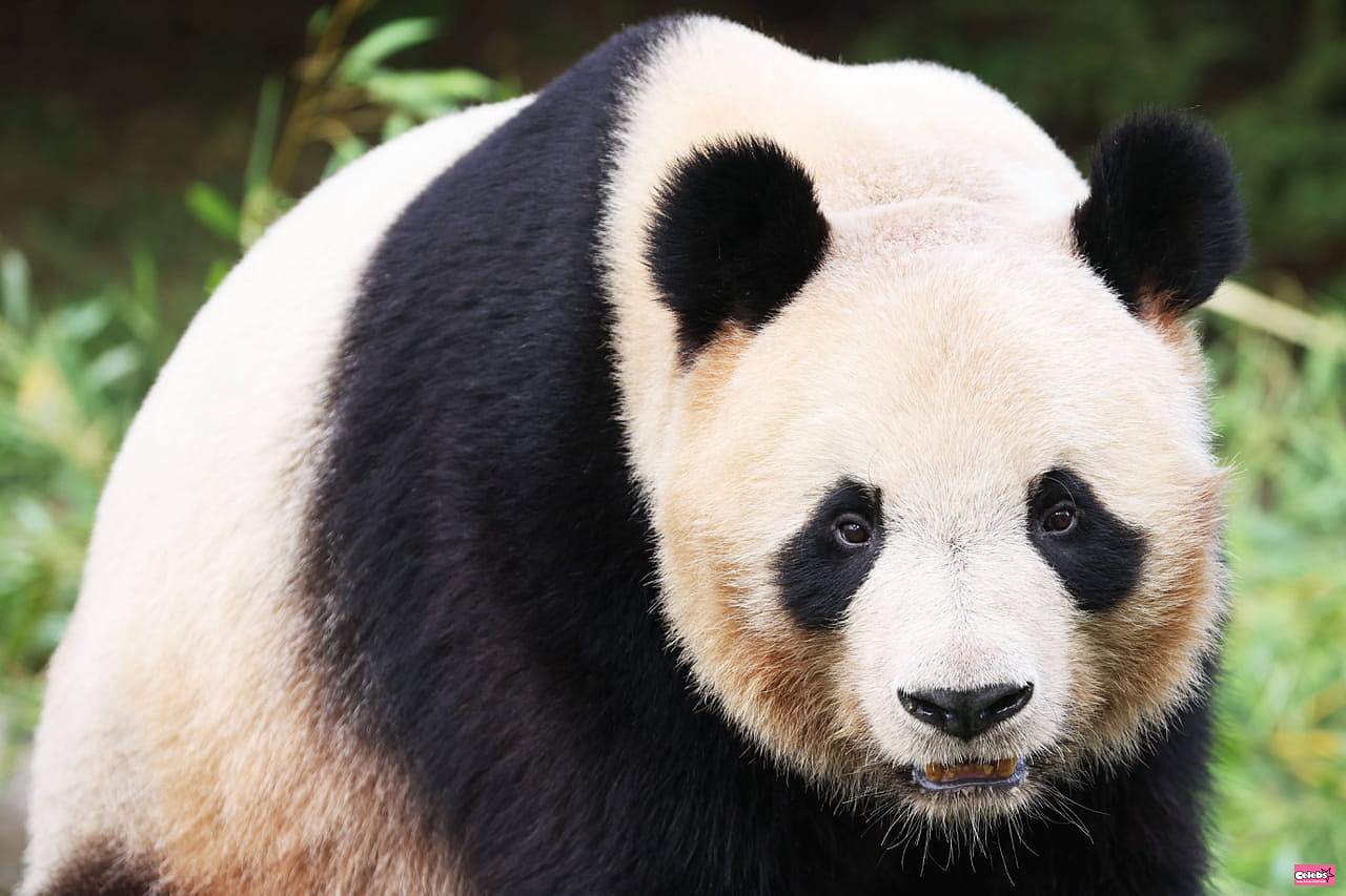 Panda Yuan Meng: why is he leaving Beauval Zoo?