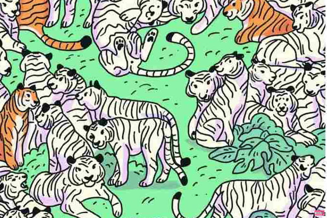 Look closely, a poor little animal is hiding in this pack of tigers, find it in 20 seconds!