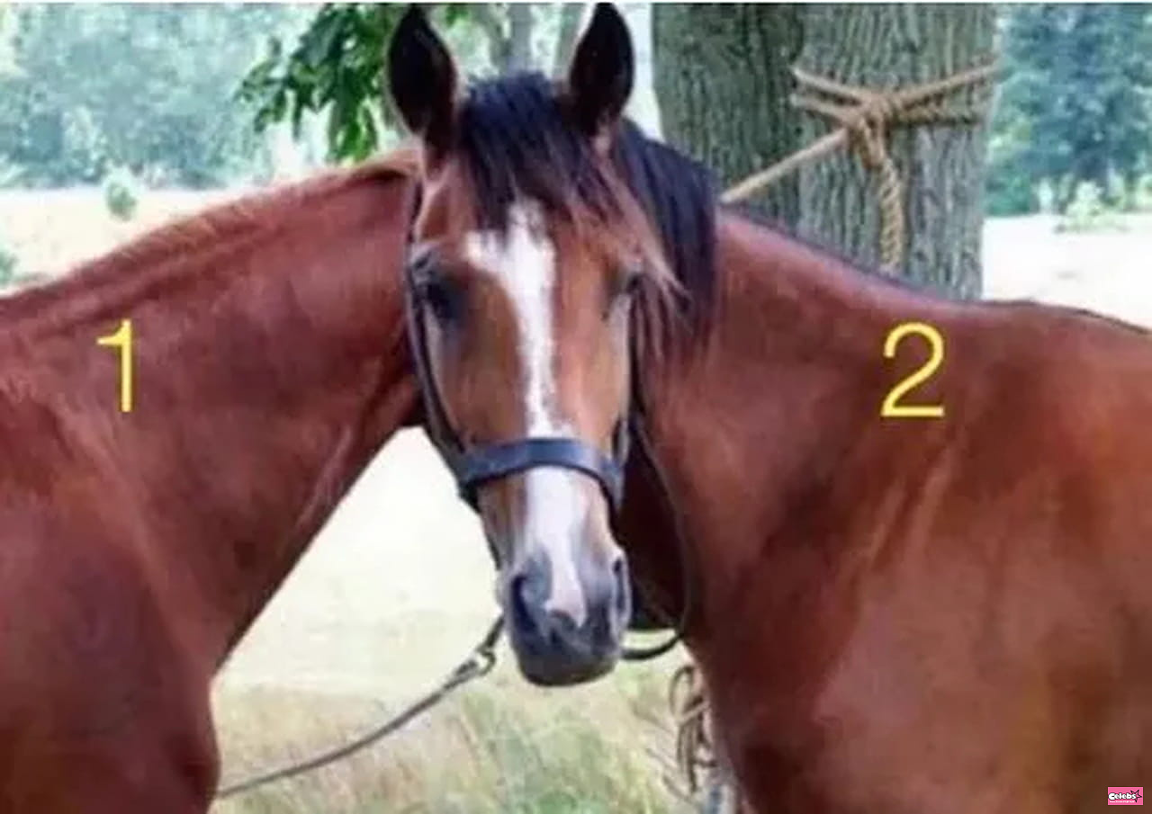 You have perfect vision if you can figure out which horse that head belongs to in this optical illusion in 10 seconds