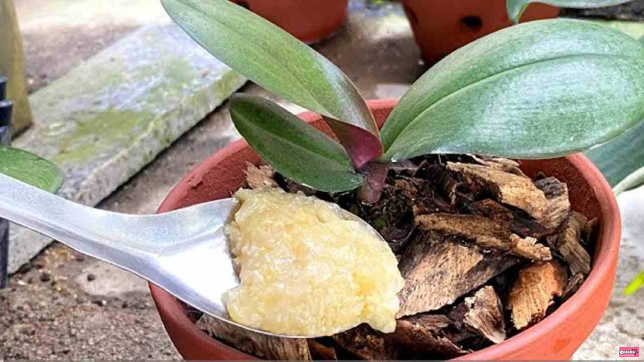 Put a spoonful on the root and the orchid will grow without stopping for a second