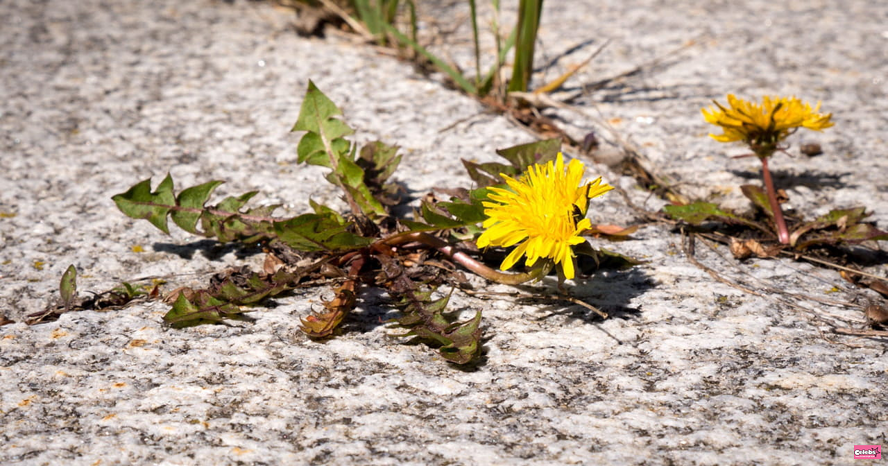Get rid of weeds between tiles in a snap with a simple household item