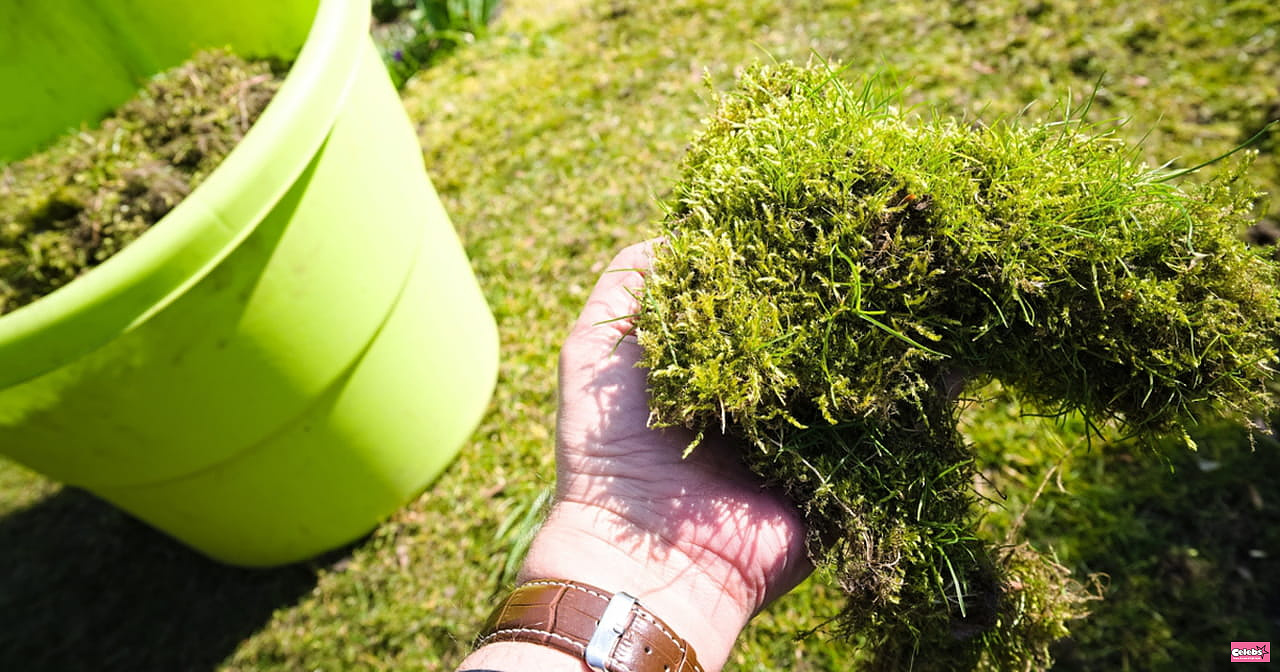 Magic Coffee Grounds: It Can Make a Big Difference to Your Lawn