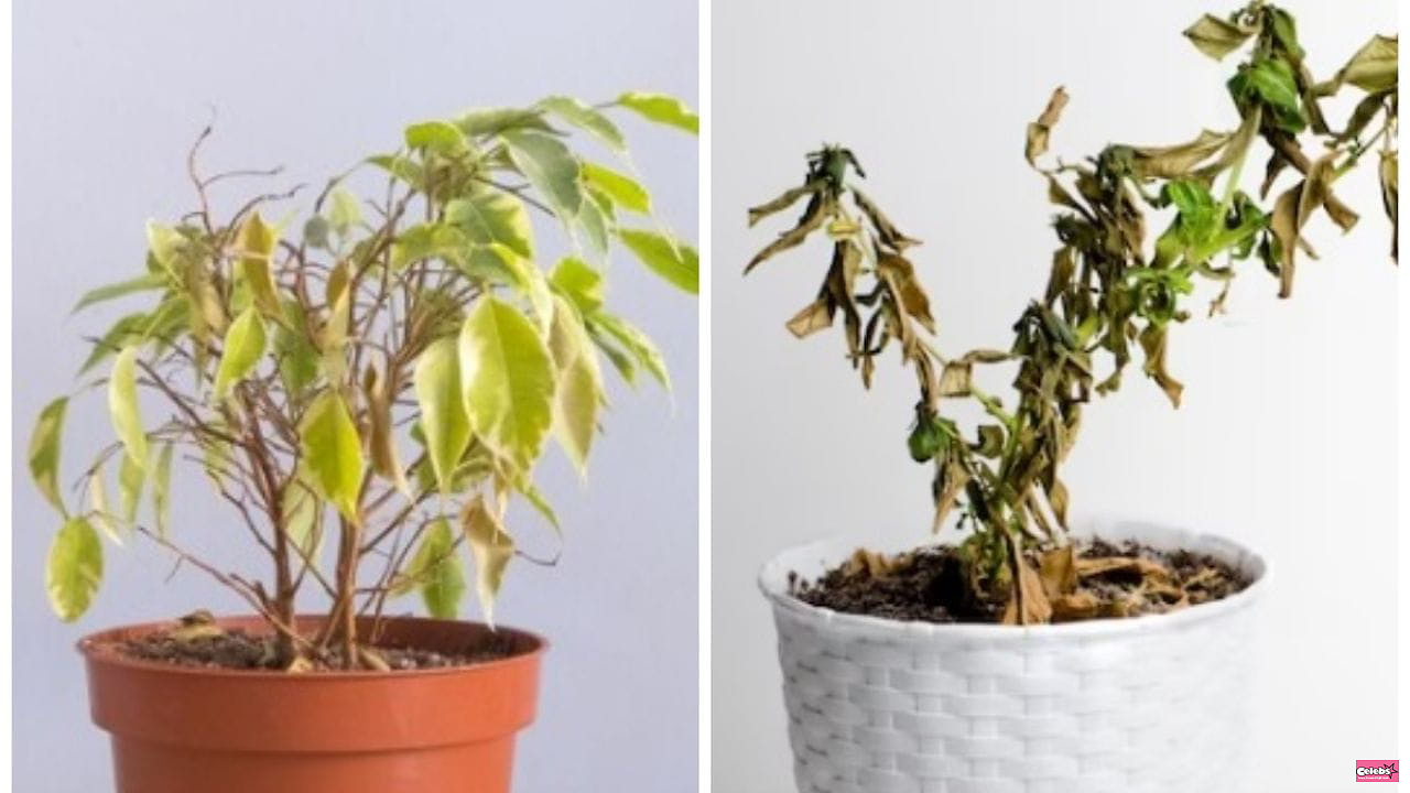 With just one kitchen ingredient, revive your sick or dried out potted plants