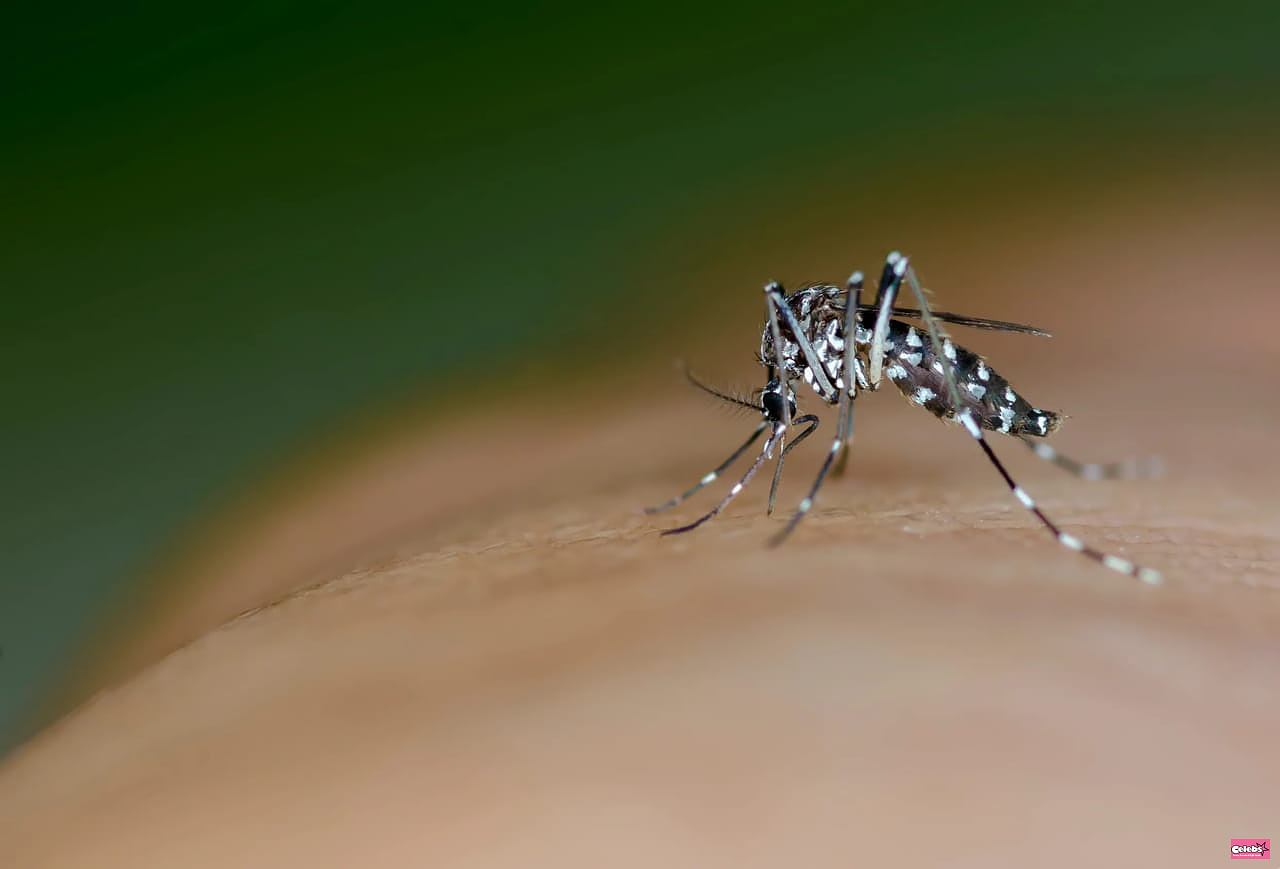 The map of municipalities invaded by the tiger mosquito has been revised, more and more “colonized” towns