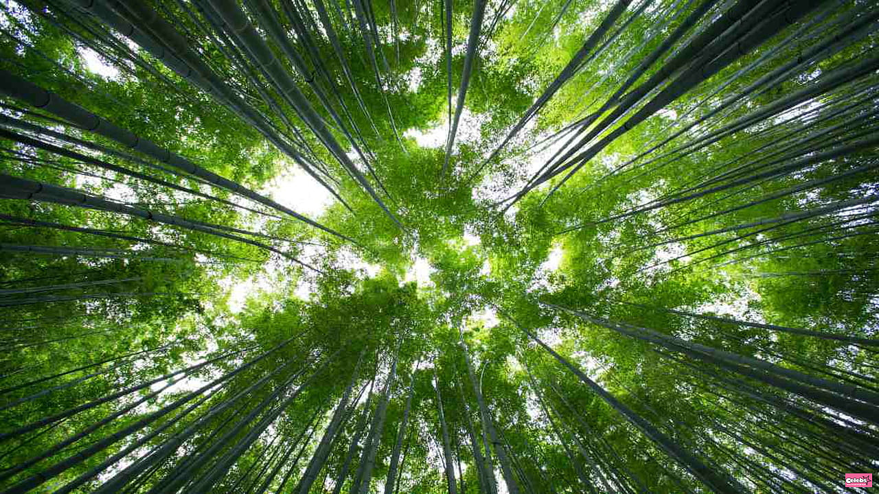 These bamboo trees are about to bloom for the first time in 120 years and then they're going to die