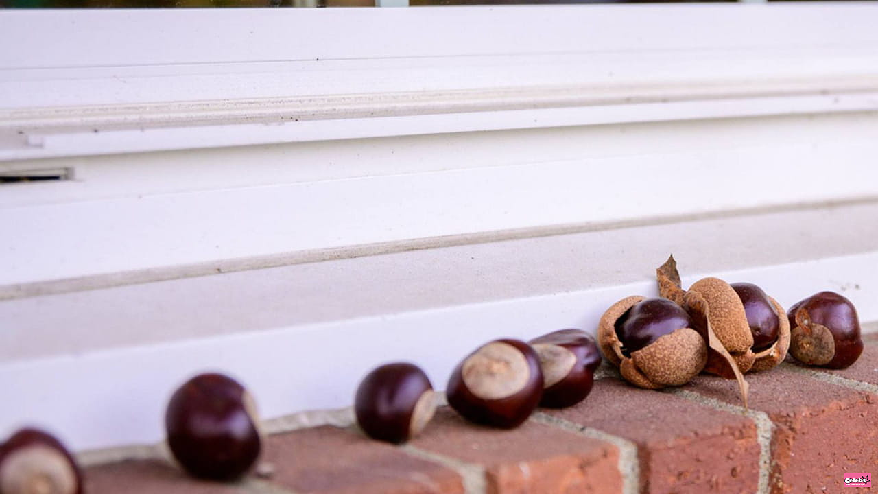 The farmers place a handful of chestnuts on their window sill and they are right when you know the trick