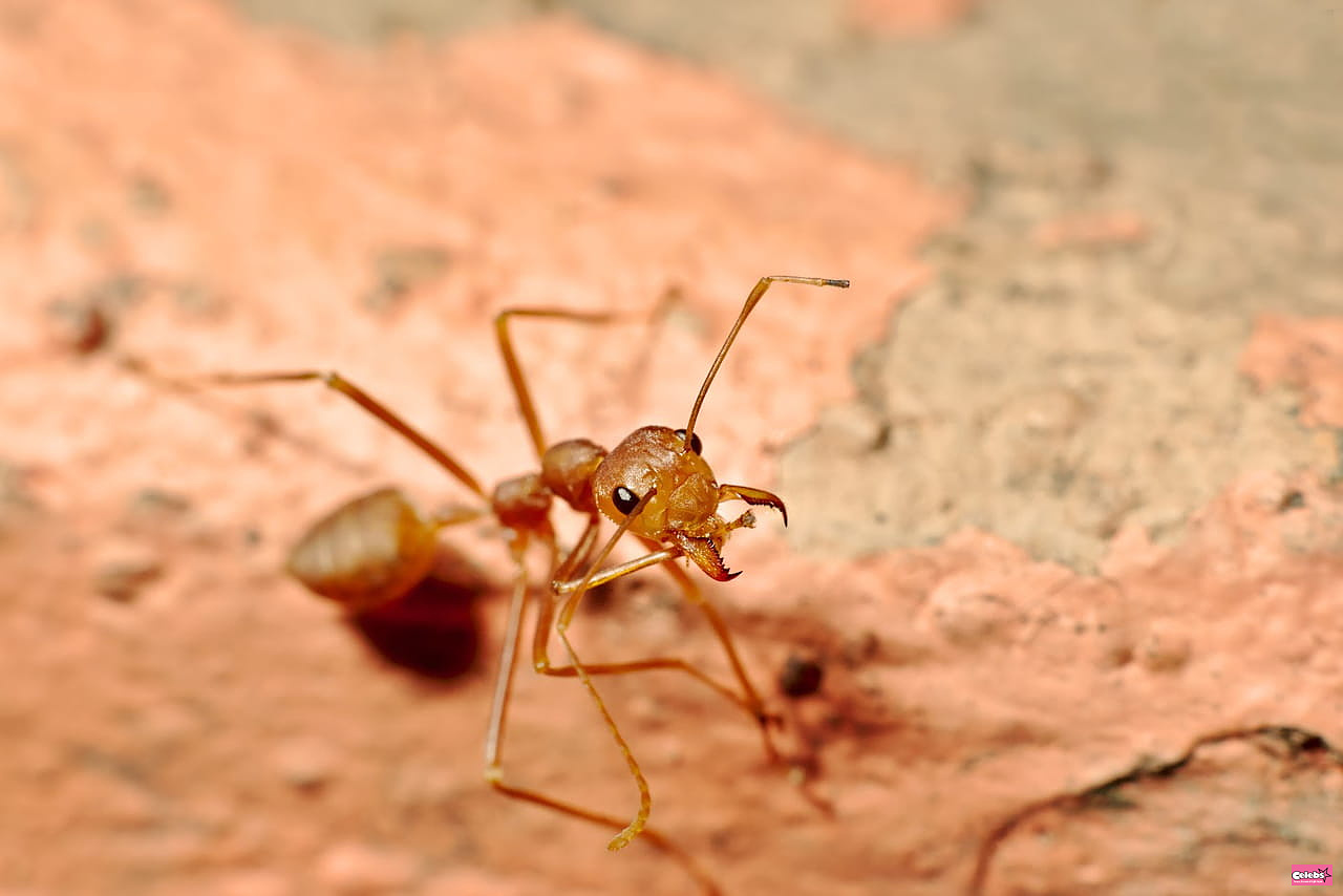 An invasion of these red ants is underway in Europe - their attacks are very painful and sometimes fatal