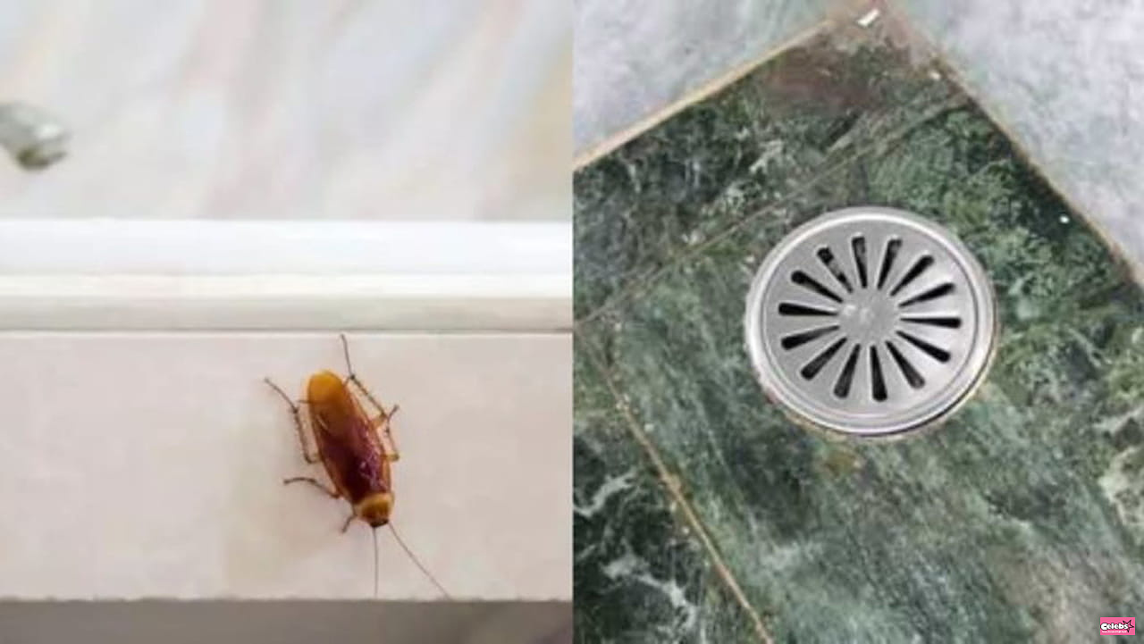 Goodbye cockroaches: throw this kitchen ingredient down the drain to get rid of them completely