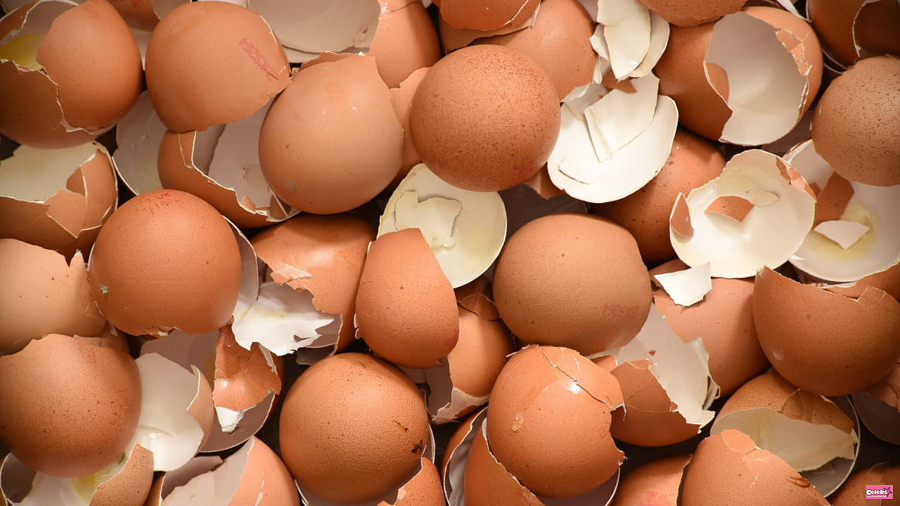 Boil eggshells in a saucepan - it's smart and saves a lot of money