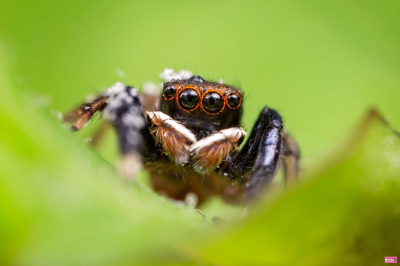 This spider sings and scientists managed to record it - the spectacle is striking