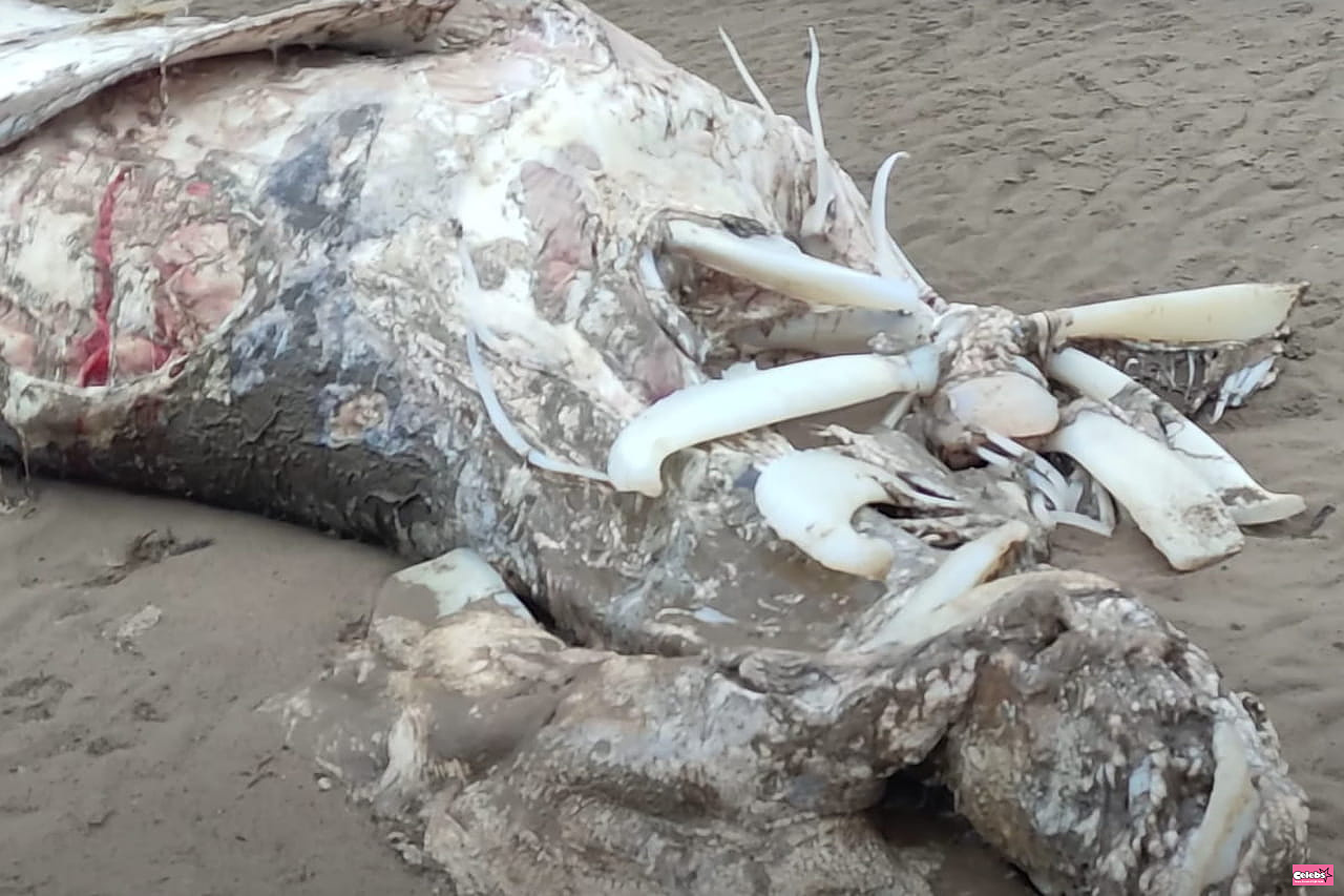 Remains of 20-foot-long 'giant alien' found washed up in England
