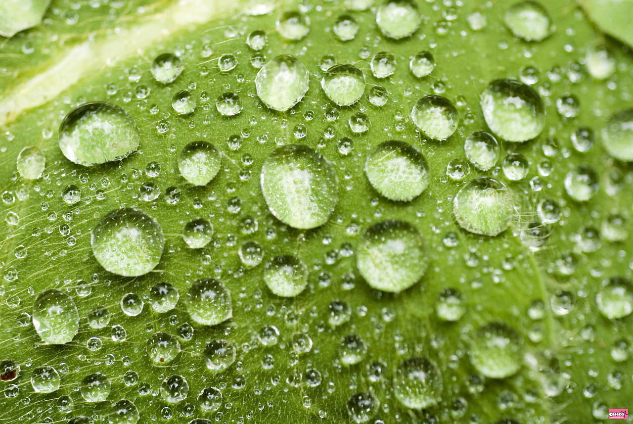 We have been wrong for over a century about these drops of water on plants