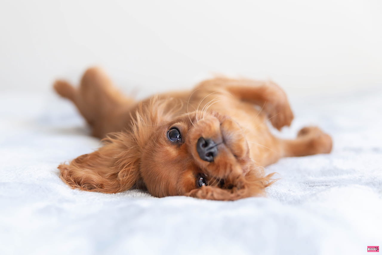 There's a way to extend your dog's lifespan - here's how
