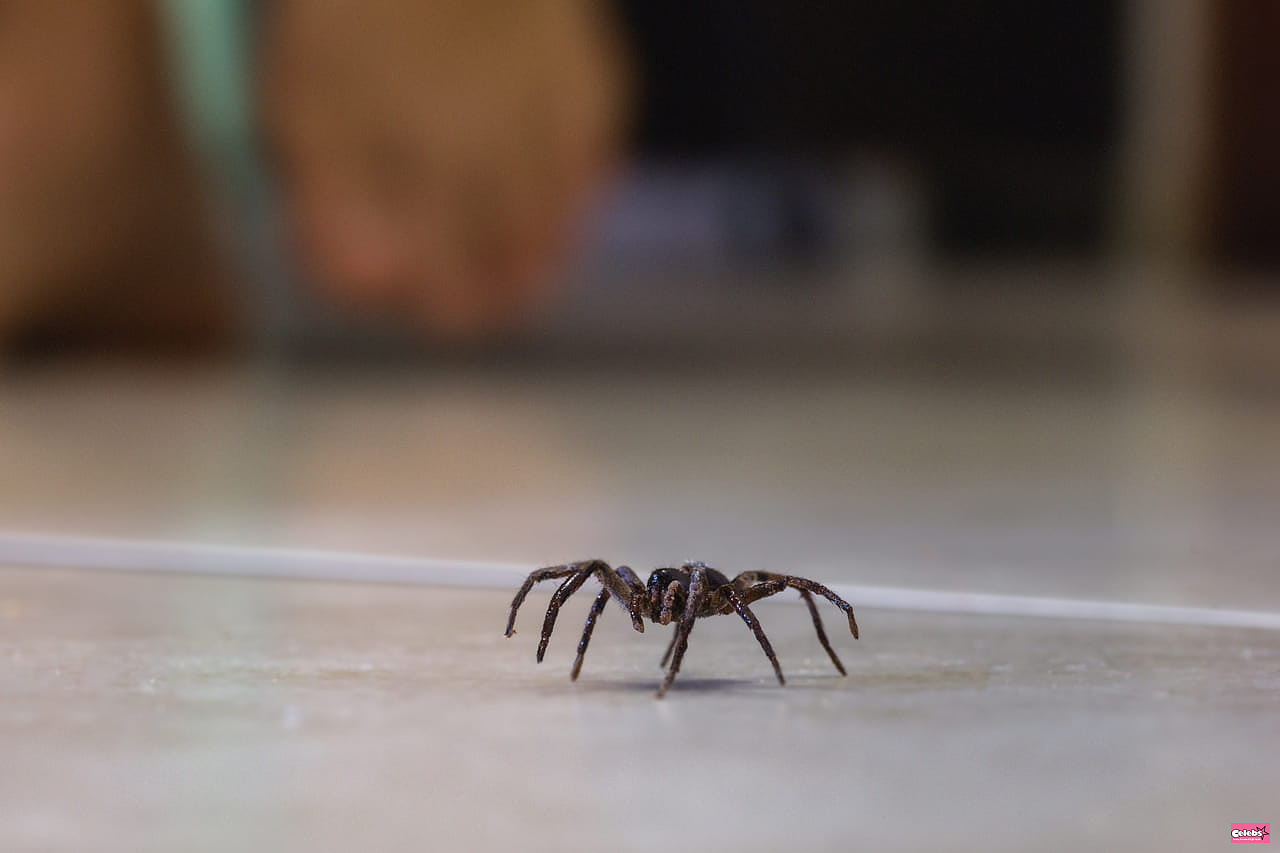 Here's why you should stop trapping spiders in your vacuum cleaner