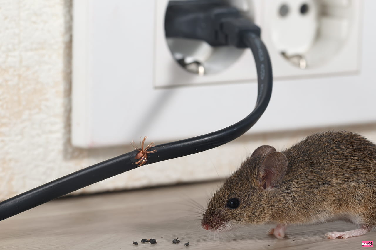 Mice will stay away from your home if you use this natural product recommended by a pest expert
