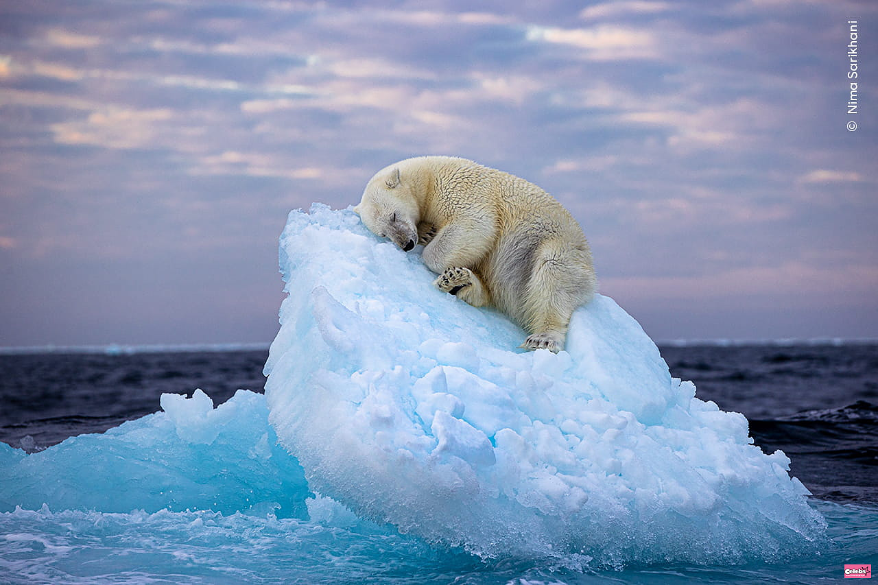 This polar bear isolated on an iceberg calls out, here is the little story behind the shocking photo which has just won a prestigious prize