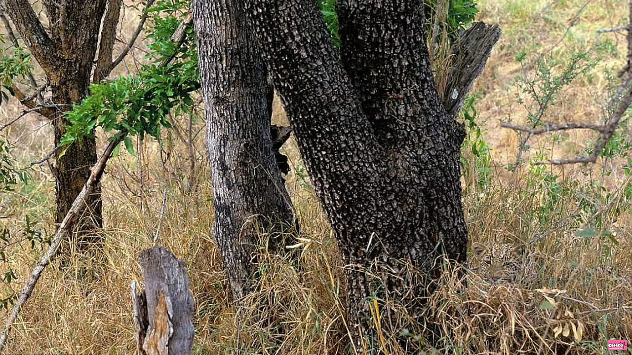 A leopard is hiding in this photo, you get 10/10 on both eyes if you can spot it