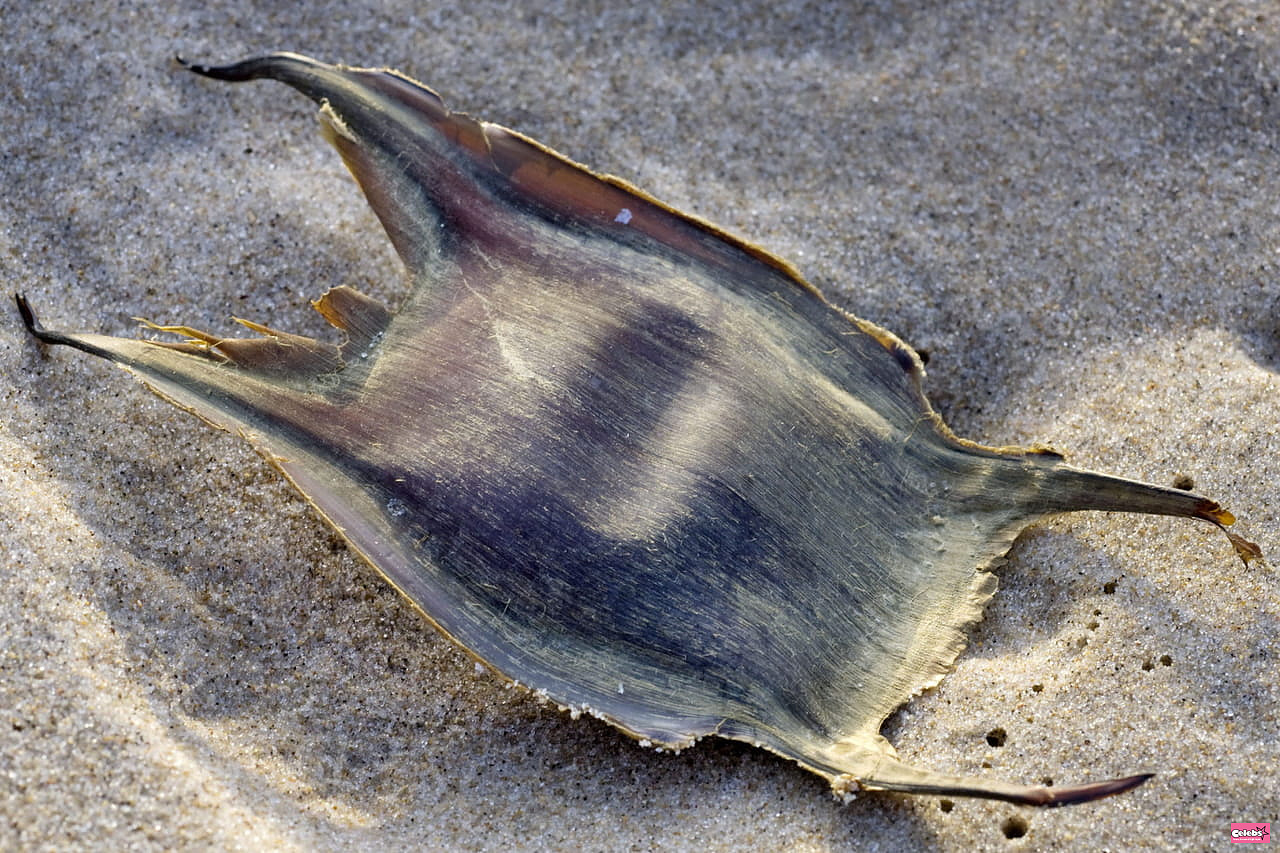 Nobody knows what it is, yet we see it on all French beaches