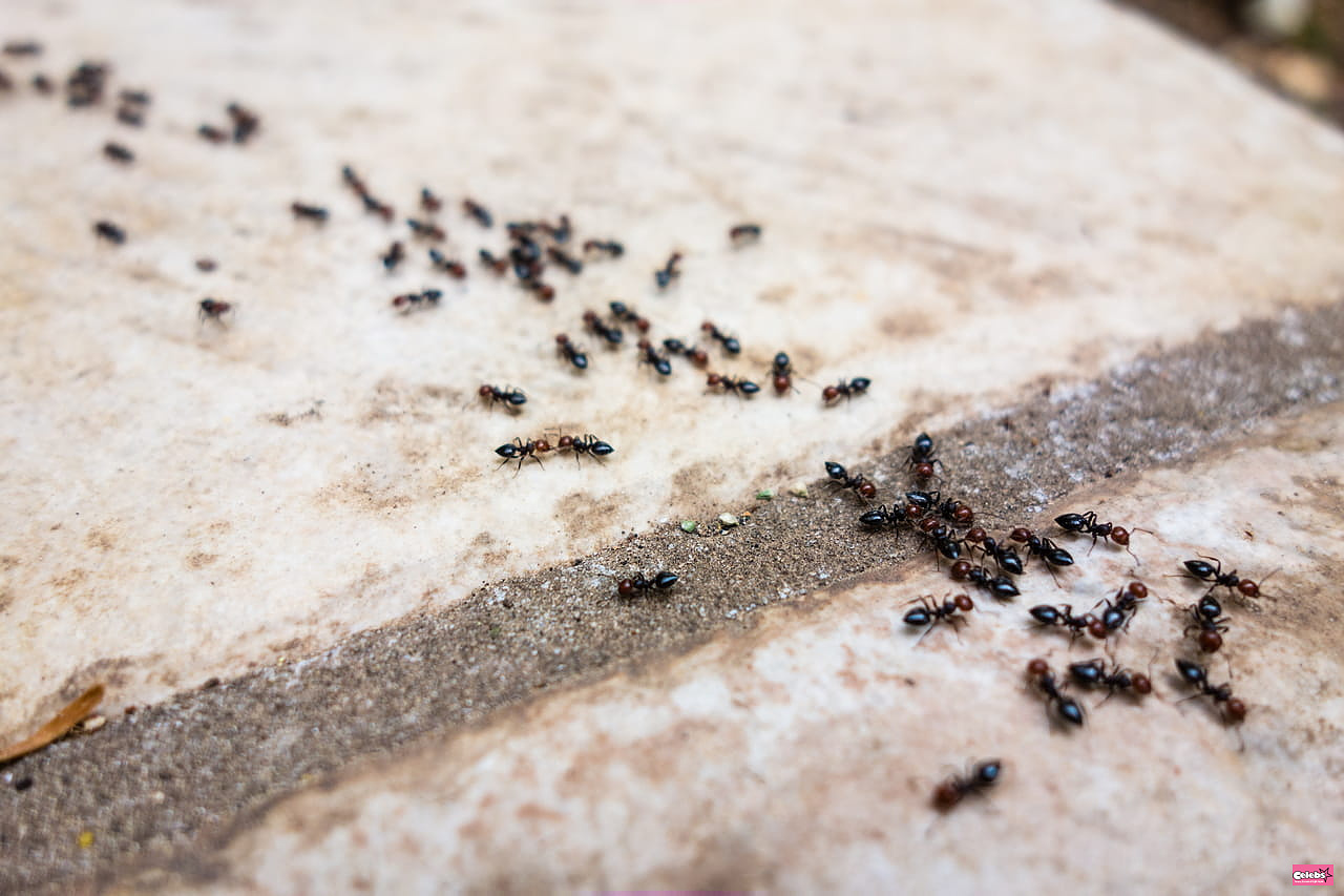 Ants are back, this easy and cheap trick will stop them from entering your home
