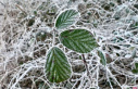 Return of frost, coldest day: temperatures drop below...