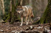 The wolf, a protected species, will be able to be killed more easily