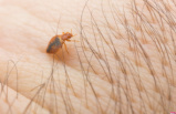 These traces in your home are real alerts, they prove that bedbugs have invaded your home