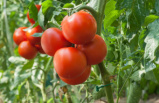 Now is the right time - thanks to this essential gesture at the end of March you will get beautiful tomatoes this summer
