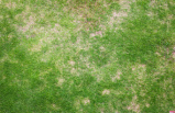 Bad Lawns Come Back to Life in Just 10 Days With This Easy Method