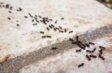 Ants are back, this easy and cheap trick will stop them from entering your home