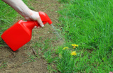 Only one ingredient is enough, it is the most effective method to eliminate dandelions