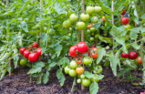 This is the best place to plant your tomatoes and get a great harvest all summer long