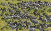 You get 10/10 in both eyes if you can spot the hidden tiger in a herd of zebras in less than ten seconds