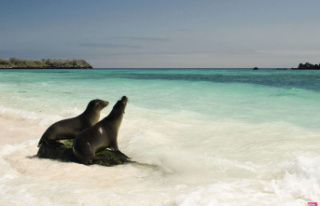 Galápagos Islands: An exceptional list of animals...