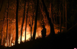 Portugal plagued by heat wave and forest fires