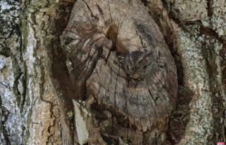 You get 10/10 if you can spot the hidden owl in that...