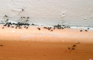 How to Get Rid of Ants in Your Home (and Keep Them...