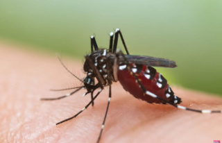 Despite its name, the Tiger Mosquito isn't as...