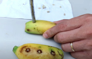 He puts lemon seeds in his banana: when you see what...