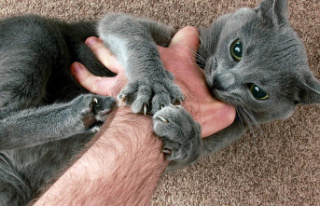 Does your cat bite you when you pet it? This is what...