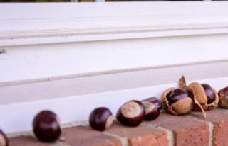 Farmers place chestnuts on their windowsill and they...