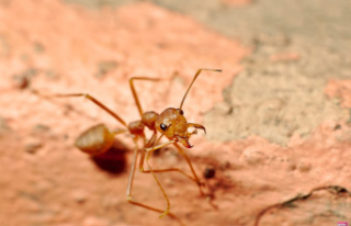 An invasion of these red ants is underway in Europe...