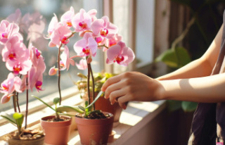 The best florists know it well: your orchid will be...