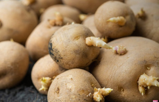 Potatoes with sprouts: should you eat them or not...