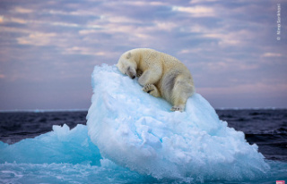 This polar bear isolated on an iceberg calls out,...